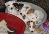 Parson-Russell-Terrier Foto: Chrislotts' pups (ID 7015) Parson-Russell-Terrier Hund