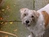 Parson-Russell-Terrier Hund
