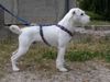 Parson-Russell-Terrier Hund