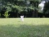 Parson-Russell-Terrier Hund