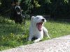 Parson-Russell-Terrier Hund