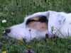 Parson-Russell-Terrier Hund