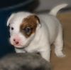 Parson-Russell-Terrier Hund
