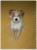 Parson-Russell-Terrier Foto: Freddi (ID 9559) Parson-Russell-Terrier Hund