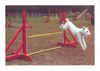 Parson-Russell-Terrier Foto: Dynamit v. d. Deutschbauerhube (ID 7079) Parson-Russell-Terrier Hund