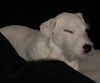 Parson-Russell-Terrier Foto: IDEFIX/schwarzes Bettzeug macht sich gut zu meinem weissen Fell! (ID 11571) Parson-Russell-Terrier Hund