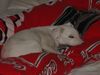Parson-Russell-Terrier Foto: IDEFIX/mein Bett, gehört mir ganz allein. (ID 11572) Parson-Russell-Terrier Hund