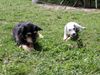 Parson-Russell-Terrier Foto: Meine beste Freundin Puppi und ich beim Essen! (ID 15919) Parson-Russell-Terrier Hund