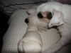 Parson-Russell-Terrier Foto: Mein grooooßer Knochen! (ID 15918) Parson-Russell-Terrier Hund