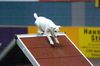 Parson-Russell-Terrier Foto: Agility macht Spass! (ID 15916) Parson-Russell-Terrier Hund