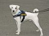 Parson-Russell-Terrier Hund