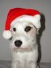 Parson-Russell-Terrier Hund