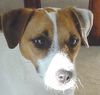 Parson-Russell-Terrier Hund