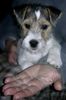 Parson-Russell-Terrier Foto: Titus (ID 8436) Parson-Russell-Terrier Hund