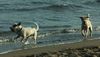 Parson-Russell-Terrier Foto: Pepper und Merlin, die Feger vom Mittelmeer (ID 13133) Parson-Russell-Terrier Hund