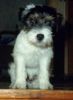 Parson-Russell-Terrier Foto: Alex vom Liether Gehölz (ID 35516) Parson-Russell-Terrier Hund