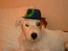 Parson-Russell-Terrier Foto: Herr Alf (ID 30247) Parson-Russell-Terrier Hund
