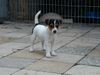 Parson-Russell-Terrier Foto: unser puppi ein paar tage bevor wir sie geholt haben/karoline von der deutschbauerhube (ID 6917) Parson-Russell-Terrier Hund