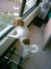 Parson-Russell-Terrier Hund