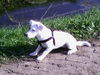 Parson-Russell-Terrier Foto: Motte 5 Monate (ID 27802) Parson-Russell-Terrier Hund