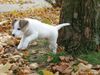 Parson-Russell-Terrier Foto: Nur fliegen ist schöner (ID 6726) Parson-Russell-Terrier Hund