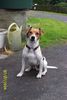Parson-Russell-Terrier Foto: Nochmal Spike, (ID 34347) Parson-Russell-Terrier Hund