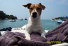 Parson-Russell-Terrier Foto: Unser Spike im Urlaub (ID 34305) Parson-Russell-Terrier Hund