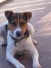 Parson-Russell-Terrier Foto: Ich war im Urlaub (ID 13009) Parson-Russell-Terrier Hund