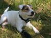 Parson-Russell-Terrier Hund
