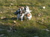 Parson-Russell-Terrier Foto: Spreadbrooks Parson Russell Terrier (ID 28005) Parson-Russell-Terrier Hund