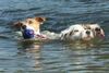 Parson-Russell-Terrier Foto: Canny, Pepper und Merlin, die Wasser-Russells. (ID 13138) Parson-Russell-Terrier Hund