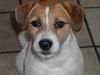 Parson-Russell-Terrier Hund