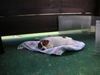 Parson-Russell-Terrier Hund