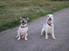 Parson-Russell-Terrier Hund
