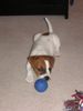 Parson-Russell-Terrier Hund