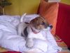 Parson-Russell-Terrier Foto: Hallo ich bin Barnie (ID 12934) Parson-Russell-Terrier Hund