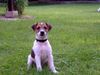 Parson-Russell-Terrier Foto: Angenehm - Barnie (ID 12935) Parson-Russell-Terrier Hund