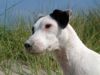 Parson-Russell-Terrier Foto: Bibbi hat zuviel genascht! (ID 26702) Parson-Russell-Terrier Hund