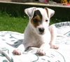 Parson-Russell-Terrier Hund