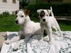 Parson-Russell-Terrier Hund