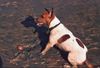 Parson-Russell-Terrier Foto: Unser Bifi bei einer Wattwanderung (ID 12413) Parson-Russell-Terrier Hund