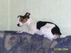 Parson-Russell-Terrier Hund