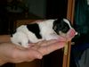Parson-Russell-Terrier Hund