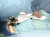 Parson-Russell-Terrier Hund