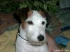 Parson-Russell-Terrier Foto: Julie (ID 8444) Parson-Russell-Terrier Hund