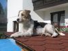 Parson-Russell-Terrier Hund