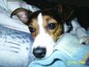 Parson-Russell-Terrier Hund