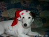 Parson-Russell-Terrier Foto: und wo ist mein Weihnachtsgeschenk ? (ID 7822) Parson-Russell-Terrier Hund