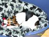 Parson-Russell-Terrier Hund