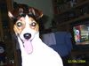 Parson-Russell-Terrier Hund